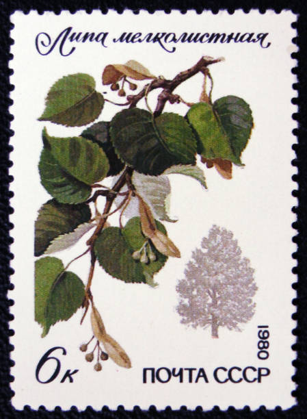 istock a tillet (Tilia cordata), the series 
