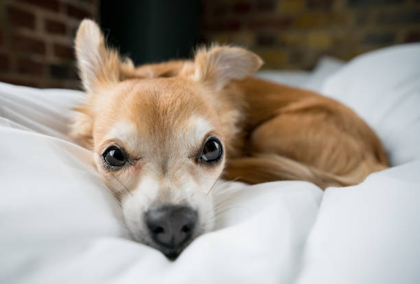Lazy Long Haired Chihuahua relaxing at home and looking at the camera - pet concepts