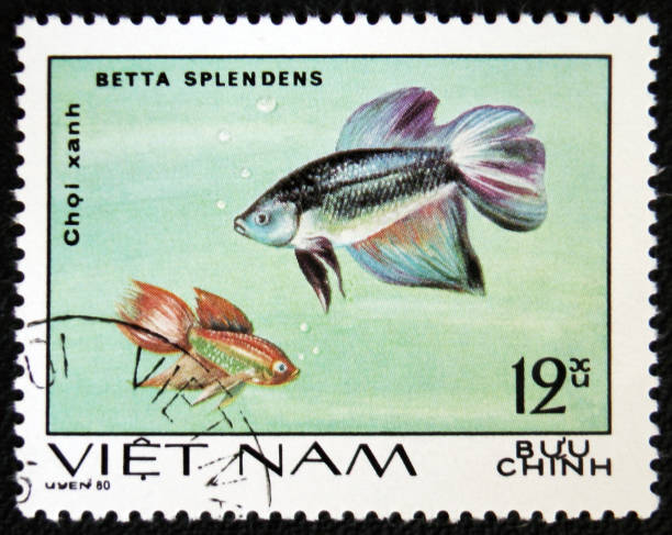 istock Siamese fighting fish (Betta splendens), 