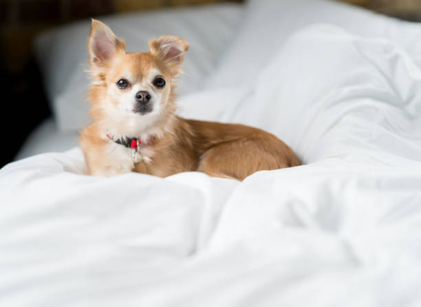 istock Beautiful Long Haired Chihuahua relaxing at home 923805954