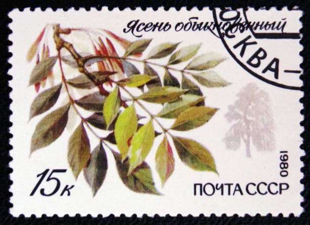 istock Common Ash with the inscription 