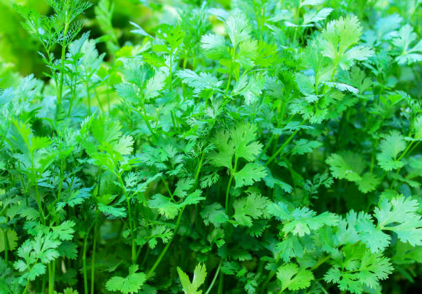 istock Parsley, growing in the garden. 923812572