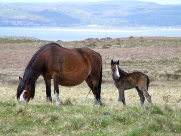 istock Wild Horses on the Gower Peninsula 923814114