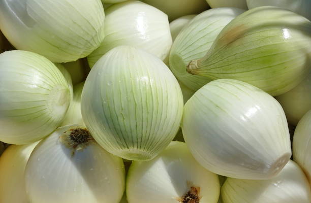 Fresh Peeled Onions stock photo