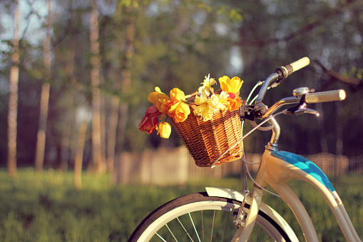 Wicker bicycle basket, filled with tulips and Narcissus on a park background