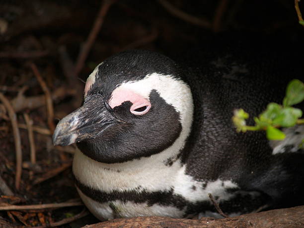 istock Jackass Penguin - South Africa 92381778