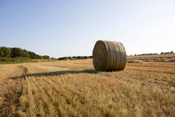 istock Bale of Hay in front of Blue Sky 923817810