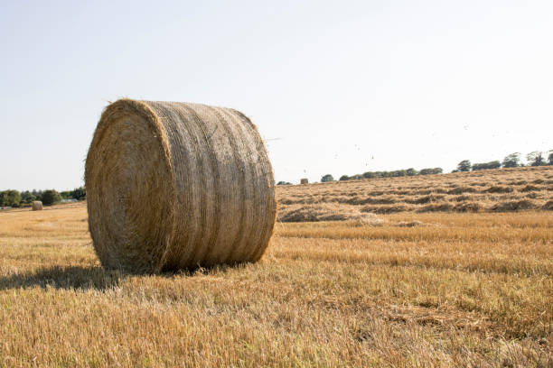 istock Bale of Hay in front of Blue Sky 923817824