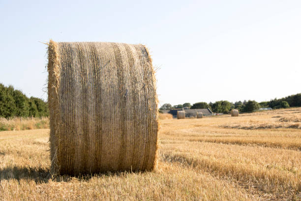 istock Bale of Hay in front of Blue Sky 923817856