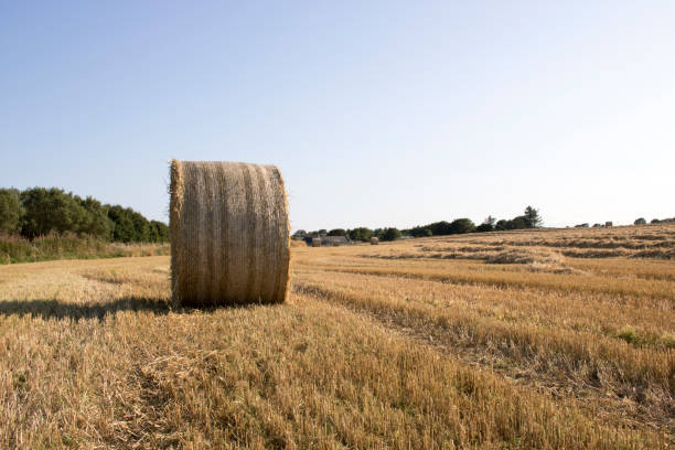 istock Bale of Hay in front of Blue Sky 923817858