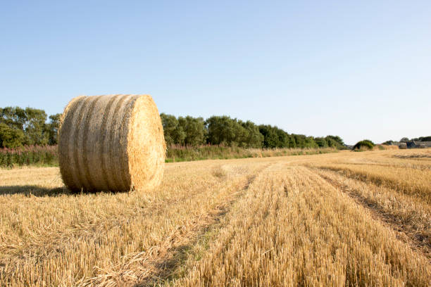 istock Bale of Hay in front of Blue Sky 923818052