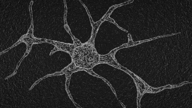 cellula neuronale sem pc12 - brain cells foto e immagini stock