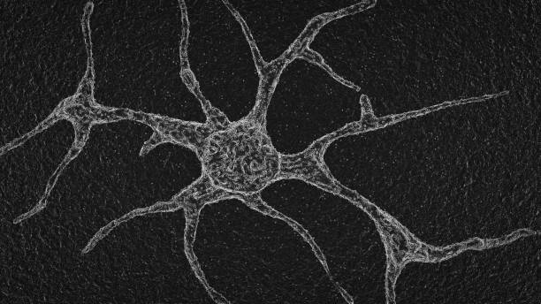 célula de neurônio sem pc12 - brain cells - fotografias e filmes do acervo