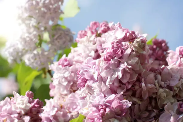 Gently pink and airy flower in a bouquet of lilac