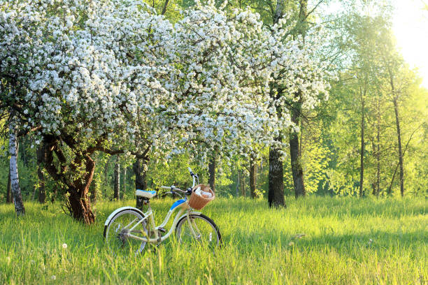 frühlingspicknick bei sonnenuntergang - flower tree spring apple blossom stock-fotos und bilder