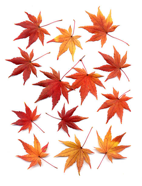 autunno foglie di acero giapponese - japanese maple foto e immagini stock