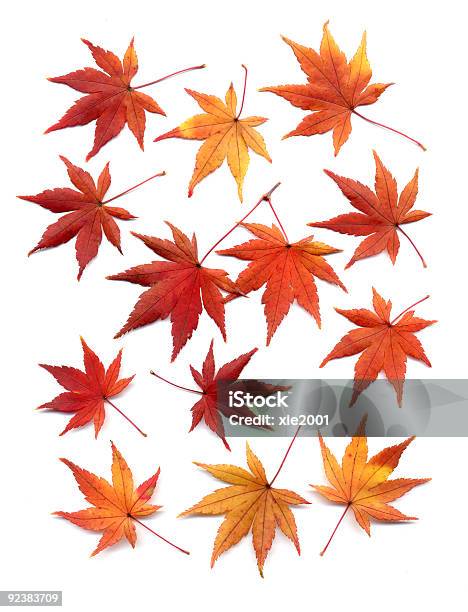 Autumn Leaves Of Japanese Maple Stock Photo - Download Image Now - Japanese Maple, Maple Leaf, Autumn Leaf Color