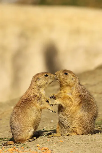 Photo of Two prairie dogs