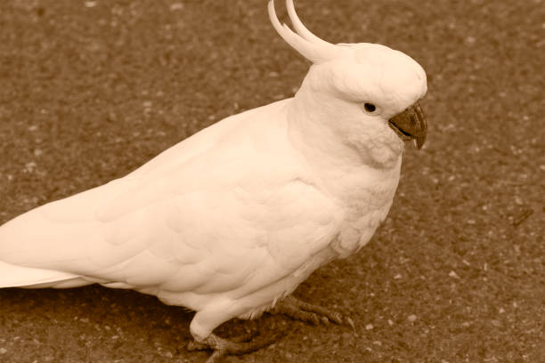 istock Parrot standing on the road 923839884