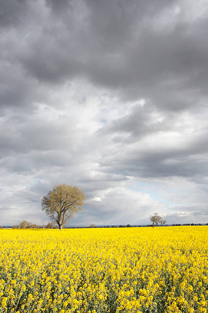 istock Rapeseed field in Zamora, Spain 92384073