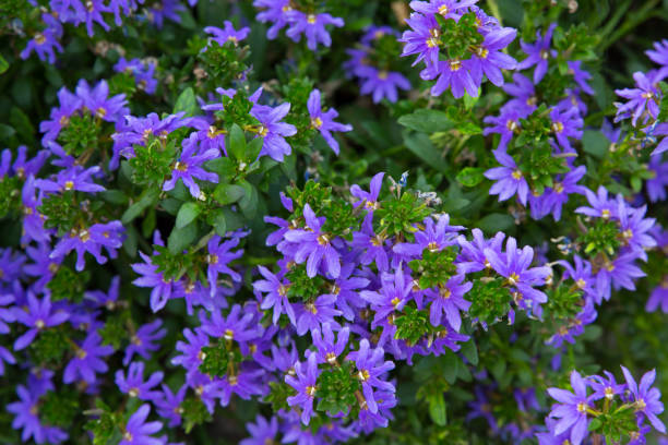 istock Blue fan flower scaevola aemula. 923844668