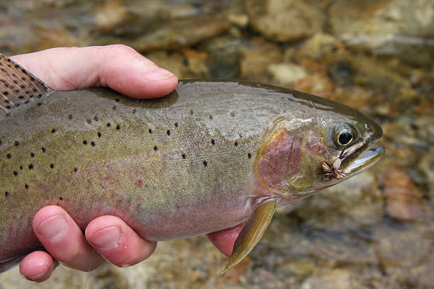 istock Westslope Cutthroat Trout 92384703