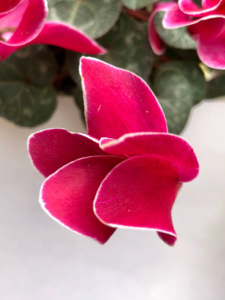 istock Cyclamen winter flower houseplant 923847704