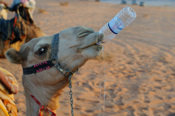 picie wielbłąda - camel animal dromedary camel desert zdjęcia i obrazy z banku zdjęć