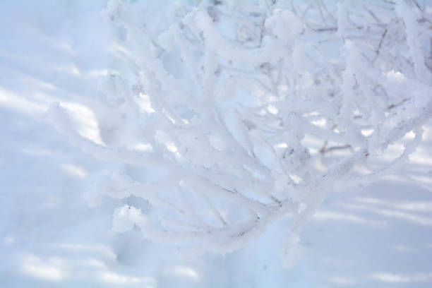istock Winter branches of trees in frost snow flakes 923848456