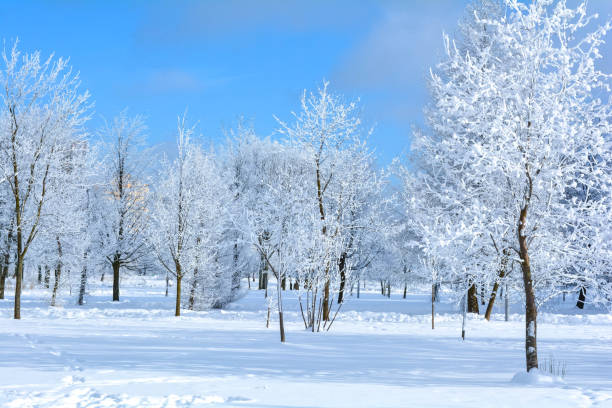 istock Winter landscape with trees with branches in frost snow flakes 923848496