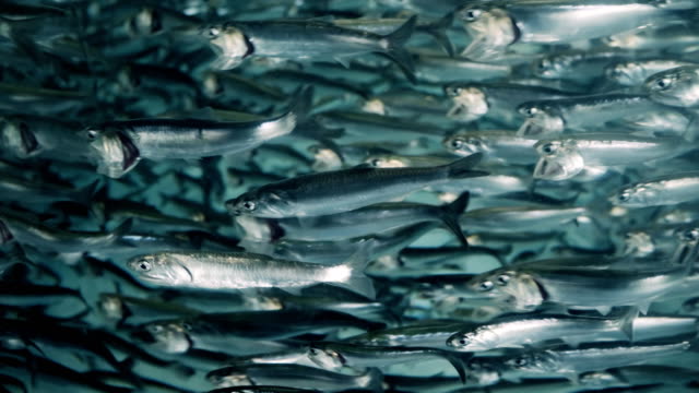 Closeup of a school of anchovy fish.