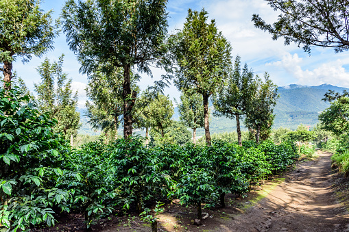 Coffee bushes grow in shade of grevillea trees on coffee plantation in coffee growing area near Antigua, Guatemala, Central America