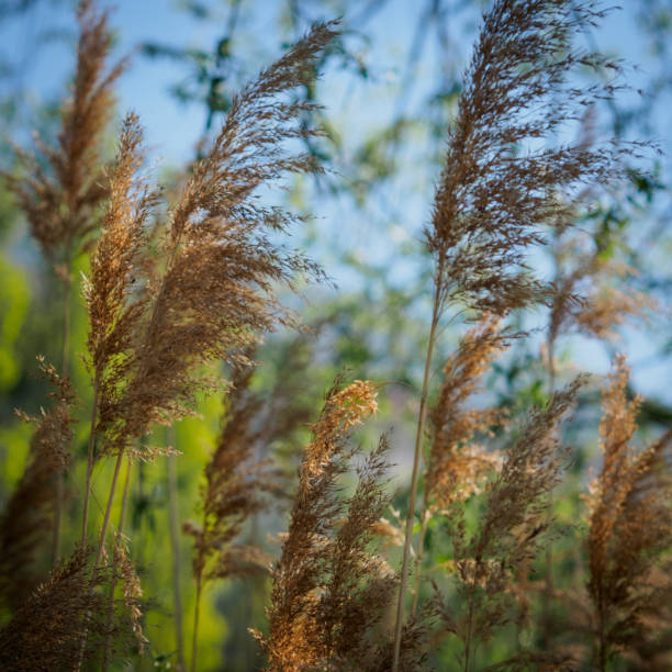 istock Golden river canes with a blue sky background. 923858578