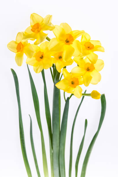 buquê de narcisos isolado no fundo branco. floral fundo tratado como aquarela - daffodil bouquet isolated on white petal - fotografias e filmes do acervo
