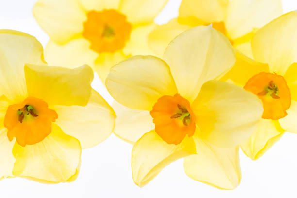 Daffodil flowers in spring