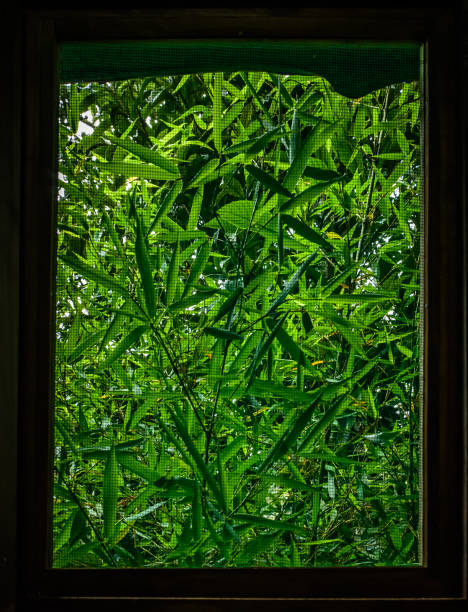 istock View through mesh window of green bamboo plants 923862170