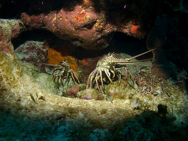 istock Two Lobsters sitting in a hole on the Reef 92386303