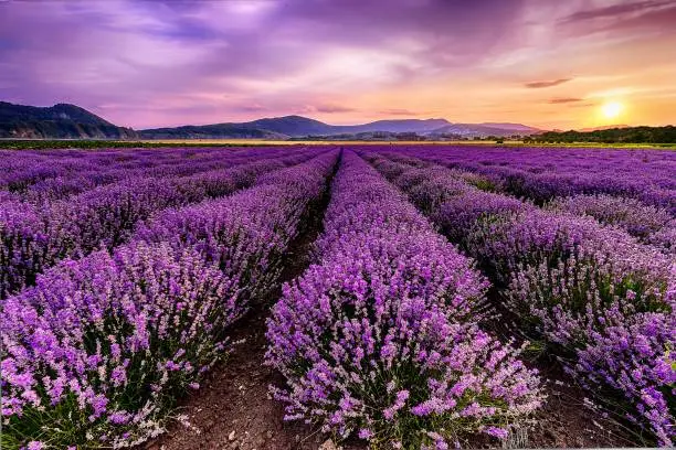 Photo of Lavender lines in the field of magic in Bulgaria.