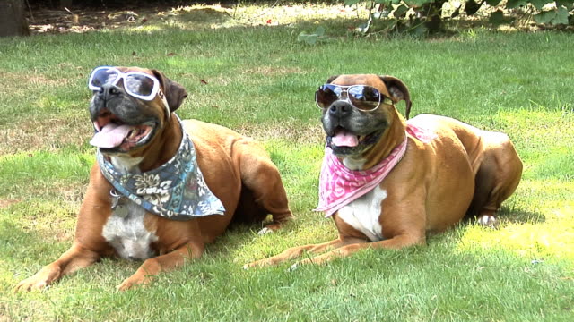 Two dogs laying in grass with sunglasses