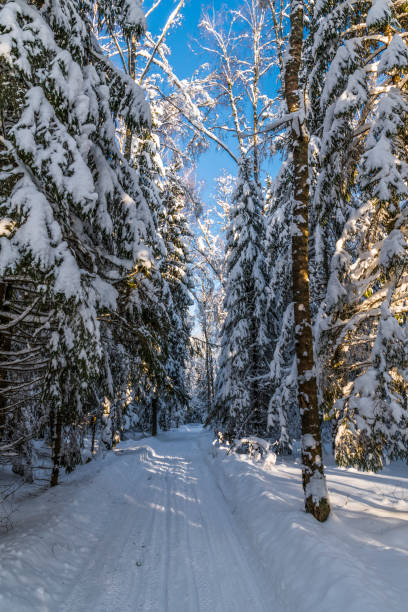 Winter road surrounded by snow-covered trees