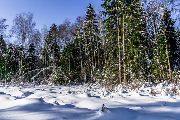 istock Long shadows on the snow-covered forest glade 923869110
