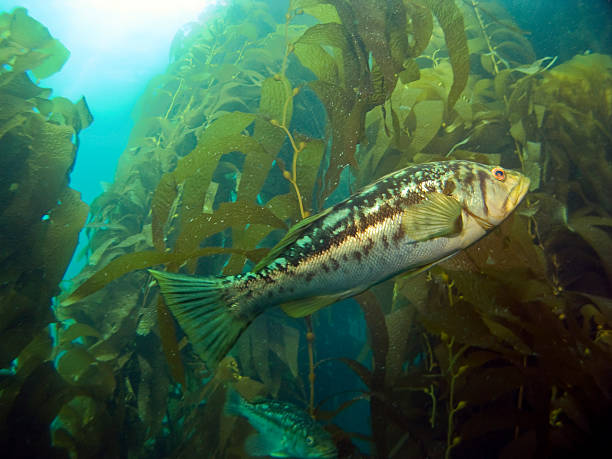 istock Bass in the Kelp 92387239