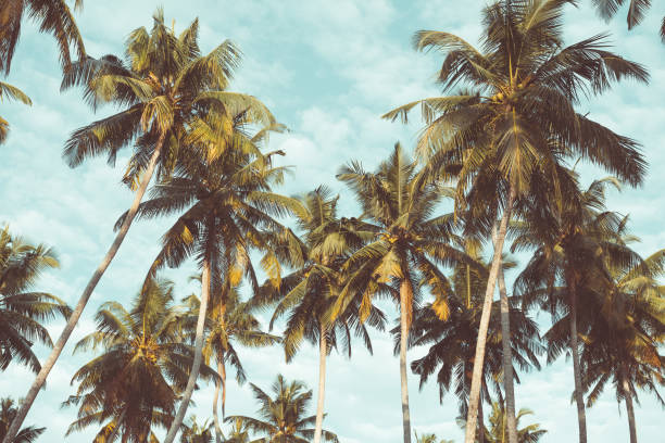 istock Coconut palm trees on tropical beach vintage toned 923872496