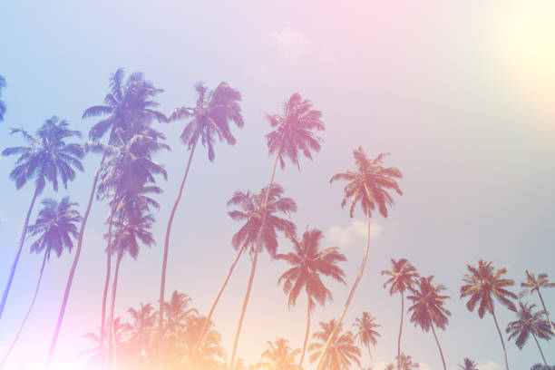 istock Palm trees on tropical beach vintage stylized 923872570