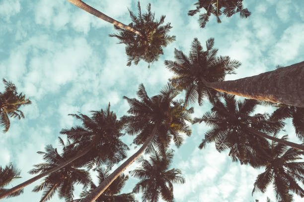 istock Coconut palm trees on tropical beach vintage toned 923872710