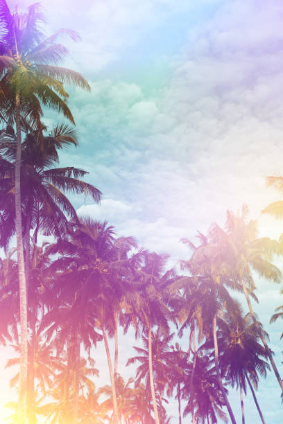 istock Palm trees on tropical beach vintage stylized 923872816