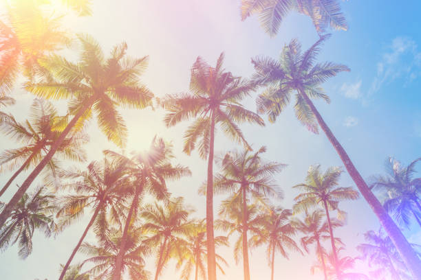 istock Palm trees on tropical beach vintage stylized 923872956