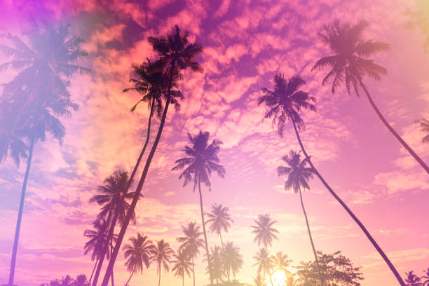 istock Palm trees on tropical beach vintage stylized 923873176