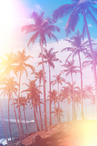 istock Palm trees on tropical beach vintage stylized 923875560