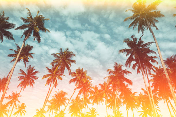 istock Palm trees on tropical beach vintage stylized 923875692
